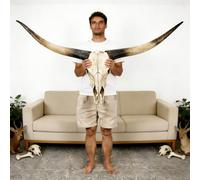 Tqoiozxa Cabeza de Calavera con Cuernos Largos de 178 cm, decoración de Pared con Cuernos de Toro de Raza Longhorn Pintados a Mano, Cuernos de Vaca, Ideal para Sala de Estar,de Hotel.(Black)