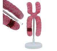 TQPGJJL Modelo del Cromosoma X 10000x Ampliado - Kit De Anatomía Humana, Modelo Didáctico De Meiose con Estructuras a Color, Recurso Científico para Estudiantes & Educación En Casa (15×15×37 Cm)