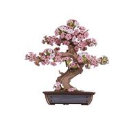 TRACYE Bonsái de Flor de Cerezo Puzzle 3D Madera,Maquetas Construir Modelos Kits,Potenciar Creatividad,Regalos para Cumpleaños, San Valentín, Día del Padre y Navidad