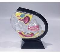 Transparent Uterus Anatomy Model - Female Pelvic Structure Teaching Aid for Healthcare applications Education and Training