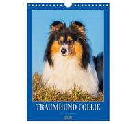Traumhund Collie - Liebe auf vier Pfoten (Wandkalender 2026 DIN A4 hoch), CALVENDO Monatskalender: 13 wundervolle Fotos der Fotografin Sigrid Starick ... Collies begleiten und durch das Jahr