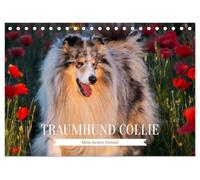 Traumhund Collie - Mein bester Freund (Tischkalender 2026 DIN A5 quer), CALVENDO Monatskalender: 13 wundervolle Fotos der Fotografin Sigrid Starick ... Collies begleiten und durch das Jahr