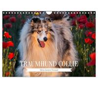 Traumhund Collie - Mein bester Freund (Wandkalender 2026 DIN A4 quer), CALVENDO Monatskalender: 13 wundervolle Fotos der Fotografin Sigrid Starick von bezaubernden Collies begleiten und durch das Jahr