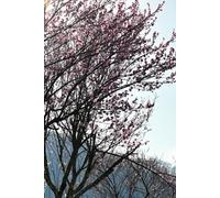 Trees in Blossom Journal: 212 page diary/notebook for gratitude, dreams, and manifesting