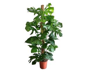 Trendyplants Monstera Deliciosa - Planta perforada de interior - altura 140-160 cm - tamaño de maceta Ø 27 cm