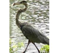 Tricolored Heron Near Pond Gratitude Notebook (8.5 x 11) 100 lined pages of premium paper: hardcover is photo of colorful bird with fish in beak walking near pond