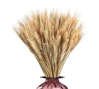 trigo seco, hierba trigo, flores secas trigo, decoración trigo real, trigo, flores secas para el hogar, balcón, fiesta, mesa, jarrón decorativo, decoracion habitacion