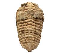 Trilobite - Espécimen fósil marino marroquí auténtico, pieza de exhibición de geología prehistórica para ciencia, aprendizaje de historia y educación