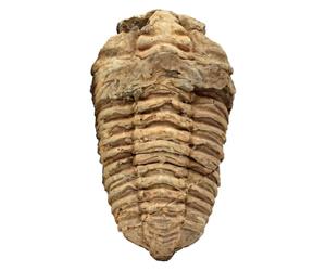 Trilobite - Espécimen fósil marino marroquí auténtico, pieza de exhibición de geología prehistórica para ciencia, aprendizaje de historia y educación