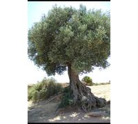 TRINITA': IL SENTIERO VERSO LA LUCE INTERIORE