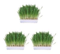 TRIXIE Bandeja Hierba para roedores, 100 g, cajita (Paquete de 3)