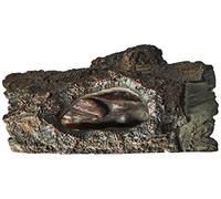 Cuerpo cavernoso - Mediciones: 15 cm