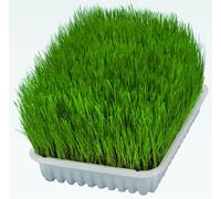 Trixie - Hierba Bio para Gatos en Bandeja, 100 g, Semillas de Césped Natural de Crecimiento Rápido, Ayuda a la Digestión y Eliminación de Bolas de Pelo