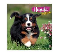 TRÖTSCH - Broschürenkalender Hunde 2027: Wandplaner