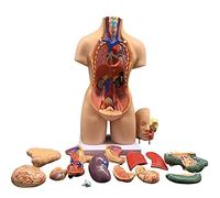 Tronco del Cuerpo Humano, órganos internos de anatomía médica de 55 cm, Plantilla de Torso Humano, Modelo de anatomía de