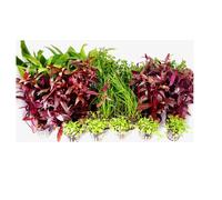 Tropica iberia pack 26 plantas para acuario holandés