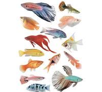 Tropical Fish - Adhesivo electrostático