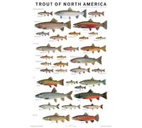 Trout of North America Poster