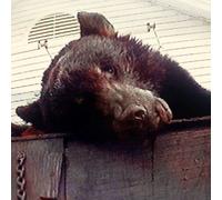 Truck Violence – Violence – Vinilo 12" coloreado (Importación USA)