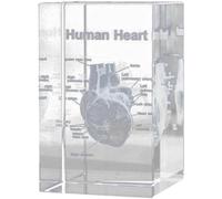 Tsffae 1 Juego De Pisapapeles De Modelo Anatómico De Corazón Humano 3D (Grabado con Láser) En Cubo De, Regalo Científico para Decoración del Hogar Y Oficina