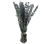 Tskcvy 16 Ramas de Eucalipto Secas y Conservadas, Planta de Eucalipto Fresco de 17 Pulgadas para Ducha, Ramo de Eucalipto Real para Relleno de JarróN