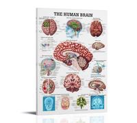 TSNKNP The-human-brain Póster Pintura Decorativa Lienzo Arte de Pared Salón Póster Dormitorio Pintura, Arte de Pared Impresión de Imagen Moderna Decoración de Habitación Familiar 20 x 30 Pulgadas (50