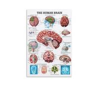 TSNKNP The-human-brain Póster Pintura Decorativa Lienzo Arte de Pared Salón Póster Dormitorio Pintura, Arte de Pared Impresión de Imagen Moderna Decoración de Habitación Familiar 20 x 30 Pulgadas (50