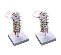 TsoLay Modelo anatómico de vértebra cervical, arteria, columna vertebral, nervios espinales, modelo anatómico para ciencias, aula, estudio, enseñanza, modelo