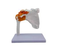 TTETTZ Articulación de Hombro Humana Funcional a con Ligamento