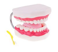 TTETTZ Modelo de Boca Humana con Dientes Lengua Maqueta para Enseñanza Herramienta de Aprendizaje Apoyo Docente PVC Resistente con Cepillo y Apertura