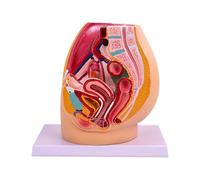 TTETTZ Pelvis Modelo de Anatomía Reproductiva Reproductivo Urinario Estructura Detallada Escuela Funcional Etiquetado de Color Ligero, Femenino