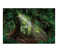 Ttincceer 300x200cm Bosque telón de Fondo Enorme árbol Antiguo temprano por la mañana Sol fotografía Fondo Selva Tropical Paisaje Natural fotografía telón de Fondo Estudio fotografía Accesorios