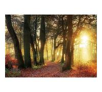 Ttincceer Bosque Puesta de Sol telón de Fondo 180x120cm otoño Bosque árboles Antiguos Sol Dorado fotografía Fondo Bosque Hojas caídas Paisaje Fondo fotomatón Prop