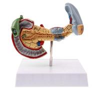 Tubayia 1: 1 Páncreas humanas 12 Dedos Bazo Modelo para anatomía Medio de Enseñanza de Laboratorio