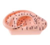 Tubayia 13 cm Gran Modelo de Oído Humano Punto de Reflexología