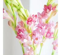 Tuberoso raro Perenne Perenne Perenne Fácil de cultivar Jardines Regalo Listo-10Cebollas-a