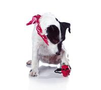 Tuffy Resistente Goma Perro Juguetes