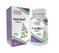 Tulip BioPharma Tulsi Albahaca Sagrada 5.000mg Equivalente | 120 Cápsulas | Suministro para 4 Meses | Extracto 10:1 Ocimum Sanctum de 500mg | Calidad Verificada