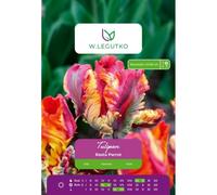 Tulipán Rasta Parrot, 4 unidades.
