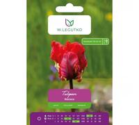 Tulipán Rococó, 4 unidades.