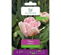 Tulipanes «Angelique», 5 unidades.
