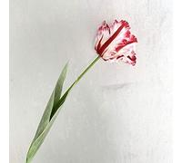 Tulipanes artificiales de loro 3D coloridos, tulipanes de imitación de tacto real, tallo largo, ramo de tulipanes falsos para decoración de mesa en casa, oficina, boda (rojo)