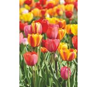 Tulips Grid Notebook: Versatile graph paper for math, money management and creative projects