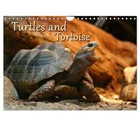 Turtles and Tortoise / UK-Version (Wall Calendar 2026 DIN A4 landscape), CALVENDO 12 Month Wall Calendar: Beautiful Photos of turtles on land and water