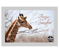 Twigas - Giraffen (Tischkalender 2026 DIN A5 quer), CALVENDO Monatskalender: Giraffen - Twiga heissen sie auf Suaheli, die sanften und anmutigen Tiere aus dem fernen Afrika.