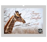 Twigas - Giraffen (Wandkalender 2026 DIN A3 quer), CALVENDO Monatskalender: Giraffen - Twiga heissen sie auf Suaheli, die sanften und anmutigen Tiere aus dem fernen Afrika.