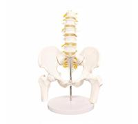 TWTCZOZ Esqueleto Pélvico Médico Simulador Pelvis con Conexiones Móviles de PVC Diseñado para Formación en Anatomía Corporal Comunicación Profesional Estudio, Mini con Base