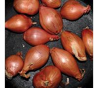 Ty Segall - Fried Shallots [Vinilo]