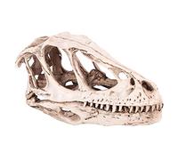 TYCIONG Skelet Velociraptor Skull 18 × 11 × 9 Modelo de Cráneo de Dinosaurio de Resina Esqueleto de Animal Simulado Decoración Artesanía Modelo de Utilería de Enseñanza Modelos de