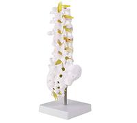 Tyenaza Columna Vertebral Humana, Modelo de Columna Vertebral, 32 cm Tamaño Real Modelo Vertebral Lumbar Humano, Modelo Lumbar Humano, para EducacióN, la InvestigacióN MéDica y la EnseñAnza Escolar